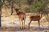 Hartebeest-Ndutu