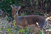 Dik Dik-Lake Manyara