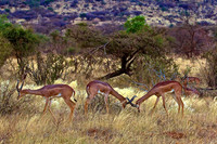 Gerenuk Jousting