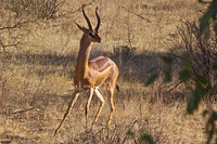 Gerenuk in Samburu
