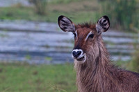 A  Female Waterbuck Displaying Her Beautiful Ears on the Banks of Marshland in the Mara Triangle