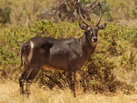 Waterbuck at Buffalo Springs Game Reserve