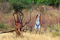 Antelope