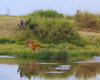 Antelope at a water hole on the Maasai Mara in Tanzania