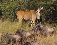 The Large Elan Antelope Is Grazing with the Migrating Wildebeest on the Maasai Mara in Kenya