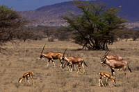 Beisa Oryx at Buffalo Springs