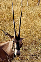 Oryx with Oxpecker Earing