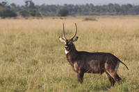 A Male Waterbuck Stands Regally on the Mara Triangle-Kenya