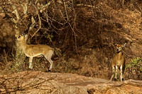 Klipspringer at Samburu Game Reserve