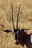 Oryx Raspberry in Samburu