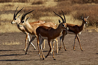 Grant's Gazelle-Ndutu