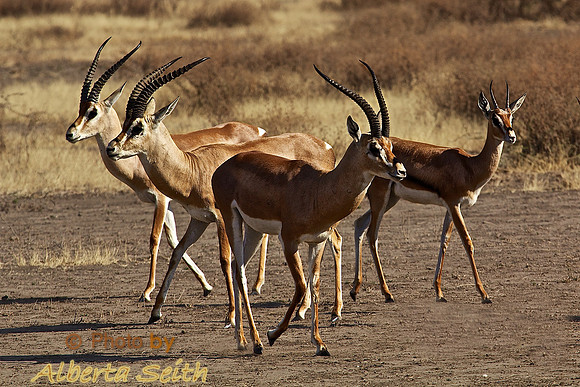 Grant's Gazelle-Ndutu