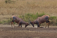Topi Males Sparring on the Mara in Kenya