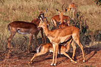Impala Herd with a Nursing Calf, Tarangire National Park, Tanzania