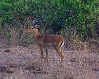 Male Impala-Lake Manyara