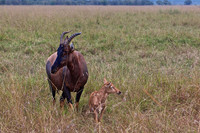 A Topi Mother and Calf on the Mara Triangle Grassland