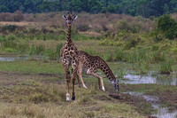 A Giraffe Must Crouch into a Vulnerable Position to Drink from a Pool
