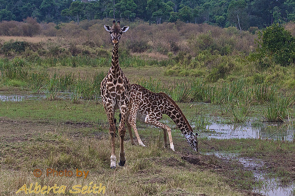 A Giraffe Must Crouch into a Vulnerable Position to Drink from a Pool