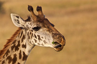 M'm'm'm Good!  A Young Giraffe Licks His Lips with His Black Tongue on the Mara in Kenya