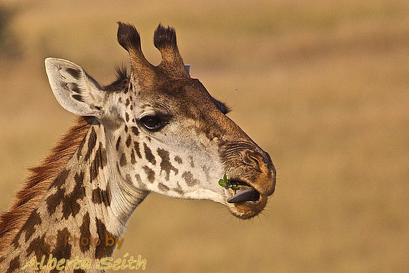 M'm'm'm Good!  A Young Giraffe Licks His Lips with His Black Tongue on the Mara in Kenya