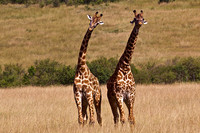 Giraffe "Twiga" Brothers Cavort on the Mara-Kenya