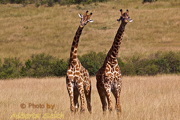 Giraffe "Twiga" Brothers Cavort on the Mara-Kenya