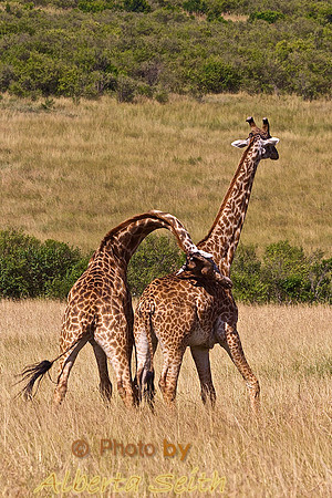 Young Male Giraffes "Necking" on the Mara