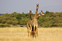Twiga triumvirate on the Mara savanna in the center of the Mara Triangle, at the Mara River, Kenya