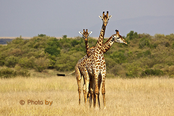 Twiga triumvirate on the Mara savanna in the center of the Mara Triangle, at the Mara River, Kenya