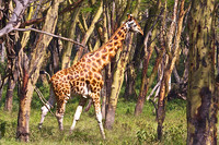 Rothchild’s Giraffe at Lake Nakuru