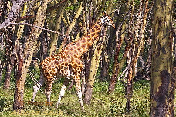 Rothchild’s Giraffe at Lake Nakuru