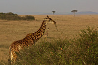 Giraffe Eating Tree Leaves on the Masai Mara in Kenya