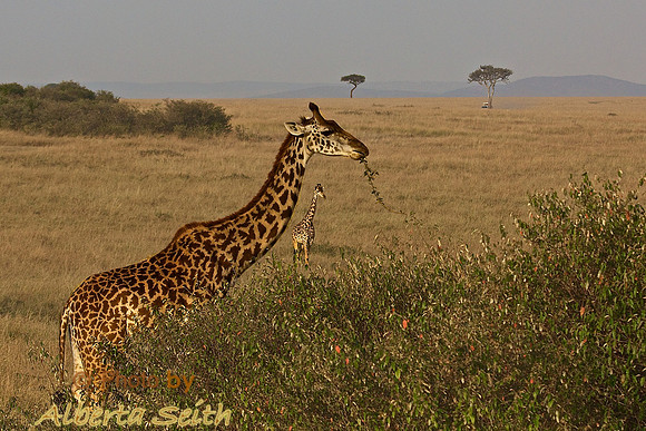 Giraffe Eating Tree Leaves on the Masai Mara in Kenya