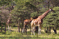Rothchild’s Giraffe