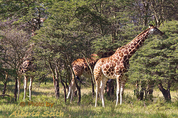 Rothchild’s Giraffe