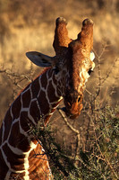 Reticulated Giraffe (Twiga)