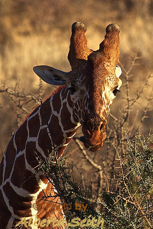 Reticulated Giraffe (Twiga)
