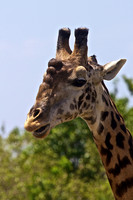 A Male Giraffe with Large Ossicones (horn bumps) Used to Fight and Attract Females- Mara River, Kenya