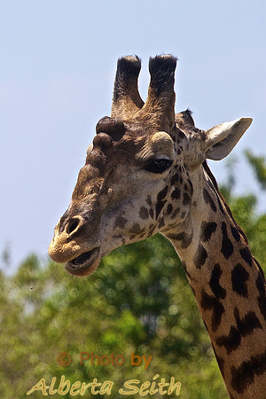 A Male Giraffe with Large Ossicones (horn bumps) Used to Fight and Attract Females- Mara River, Kenya