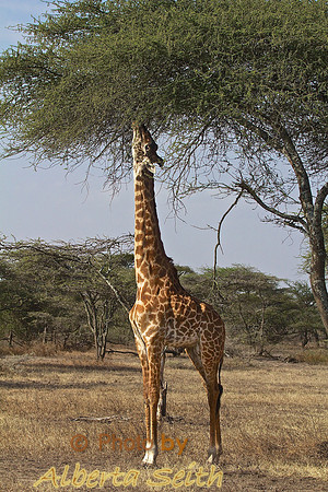 Maasai Giraffe-Ndutu