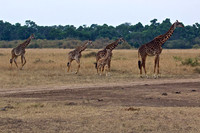 A herd of Maasai Giraffe cross the plain at dusk in the Marta Triangle