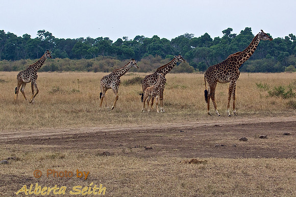 A herd of Maasai Giraffe cross the plain at dusk in the Marta Triangle
