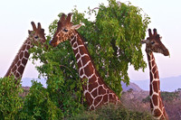 Three Twiga (Giraffe) in Samburu