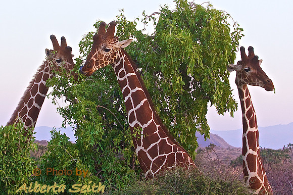 Three Twiga (Giraffe) in Samburu