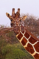 Shy Reticulated Giraffe