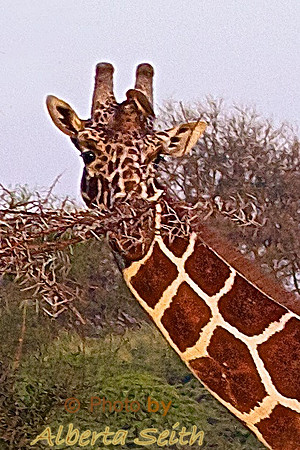 Shy Reticulated Giraffe