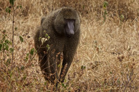 Male Baboon in Ngorongoro Crater