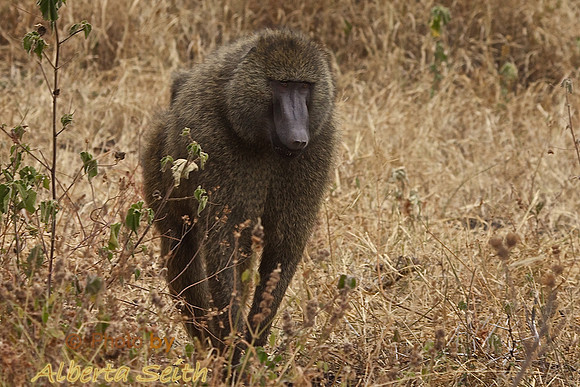 Male Baboon in Ngorongoro Crater