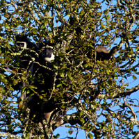 Colobus Monkeys at Mountain Lodge