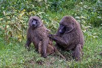 Olive Baboons Grooming at Lake Nakuru
